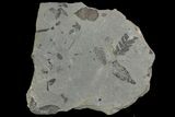 Pennsylvanian Age Fossil Plant Plate - Kentucky #142436-1